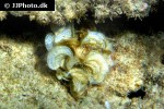 padina pavonica peacock s tail alga padina pavonica peacock s tail alga