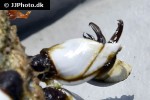 pedunculata goose barnacle pedunculata goose barnacle