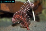 pennatula phosphorea phosphorescent sea pen pennatula phosphorea phosphorescent sea pen