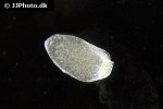 planaria spp planarian planaria spp planarian