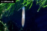 planaria spp planarian planaria spp planarian
