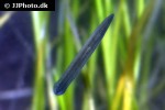 planaria spp planarian planaria spp planarian