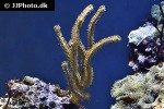 plexaurella spp sea rod plexaurella spp sea rod