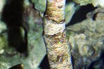 protula bispiralis coco tubeworm protula bispiralis coco tubeworm