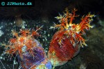 pseudocolochirus violaceus sea apple pseudocolochirus violaceus sea apple