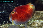 pseudocolochirus violaceus sea apple pseudocolochirus violaceus sea apple