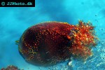 pseudocolochirus violaceus sea apple pseudocolochirus violaceus sea apple