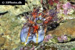 pseudocolochirus violaceus sea apple pseudocolochirus violaceus sea apple