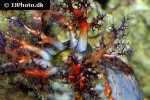 pseudocolochirus violaceus sea apple pseudocolochirus violaceus sea apple
