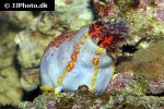 pseudocolochirus violaceus sea apple pseudocolochirus violaceus sea apple