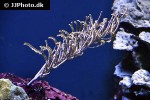 pseudopterogorgia bipinnata bipinnate sea plume pseudopterogorgia bipinnata bipinnate sea plume
