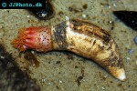 psolus phantapus sea cucumber psolus phantapus sea cucumber