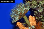 sabellastarte magnifica magnificent feather duster sabellastarte magnifica magnificent feather duster
