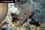 sabellastarte magnifica magnificent feather duster sabellastarte magnifica magnificent feather duster
