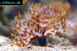 sabellastarte spp giant feather duster sabellastarte spp giant feather duster