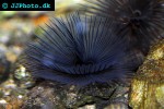 sabellastarte spp giant feather duster sabellastarte spp giant feather duster