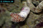 sabellastarte spp giant feather duster sabellastarte spp giant feather duster