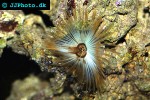 sabellastarte spp giant feather duster sabellastarte spp giant feather duster