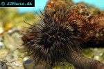 sabellastarte spp giant feather duster sabellastarte spp giant feather duster