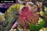 sabellastarte spp giant feather duster sabellastarte spp giant feather duster