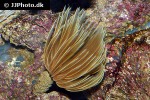 sabellastarte spp giant feather duster sabellastarte spp giant feather duster