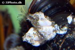 semibalanus balanoides acorn barnacle semibalanus balanoides acorn barnacle