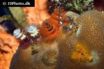 spirobranchus giganteus christmas tree fanworm spirobranchus giganteus christmas tree fanworm