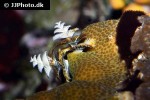 spirobranchus giganteus tube fanworm spirobranchus giganteus tube fanworm