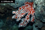 trikentrion flabelliforme spider sponge trikentrion flabelliforme spider sponge