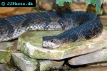 agkistrodon piscivorus cottonmouth agkistrodon piscivorus cottonmouth