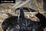 agkistrodon piscivorus cottonmouth agkistrodon piscivorus cottonmouth
