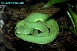 atheris chlorechis western bush viper atheris chlorechis western bush viper