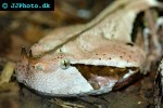 bitis gabonica rhinoceros gaboon viper bitis gabonica rhinoceros gaboon viper