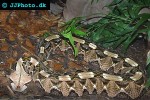bitis gabonica rhinoceros gaboon viper bitis gabonica rhinoceros gaboon viper