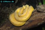 bothriechis schlegelii eyelash pit viper bothriechis schlegelii eyelash pit viper