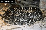 crotalus adamanteus eastern diamondback rattlesnake crotalus adamanteus eastern diamondback rattlesnake
