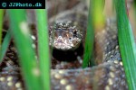 crotalus atrox diamondback rattlesnake crotalus atrox diamondback rattlesnake