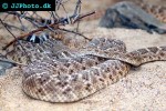 crotalus atrox diamondback rattlesnake crotalus atrox diamondback rattlesnake