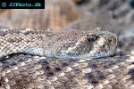 crotalus atrox diamondback rattlesnake crotalus atrox diamondback rattlesnake
