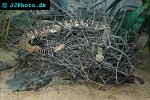 crotalus atrox diamondback rattlesnake crotalus atrox diamondback rattlesnake