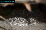 crotalus atrox diamondback rattlesnake crotalus atrox diamondback rattlesnake
