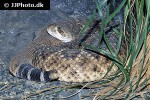 crotalus atrox diamondback rattlesnake crotalus atrox diamondback rattlesnake