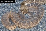 crotalus atrox diamondback rattlesnake crotalus atrox diamondback rattlesnake
