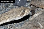 crotalus atrox diamondback rattlesnake crotalus atrox diamondback rattlesnake