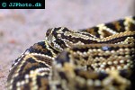 crotalus durissus neotropical rattlesnake crotalus durissus neotropical rattlesnake