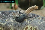 crotalus durissus neotropical rattlesnake crotalus durissus neotropical rattlesnake