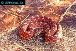 echis coloratus carpet viper echis coloratus carpet viper