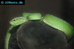 tropidolaemus wagleri temple viper tropidolaemus wagleri temple viper