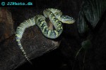 tropidolaemus wagleri temple viper tropidolaemus wagleri temple viper