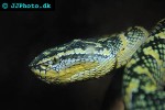 tropidolaemus wagleri temple viper tropidolaemus wagleri temple viper